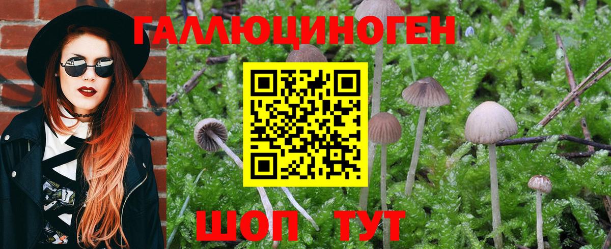 Псилоцибиновые грибы Cubensis Удомля